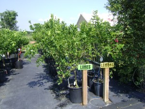 Fruit Trees for sale at Keep it Green