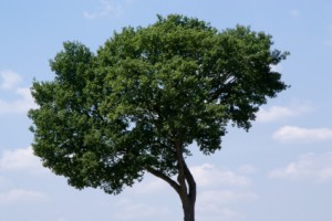 Live Oak Tree