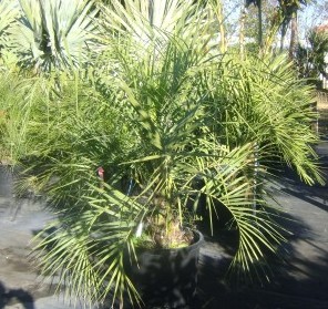 Pindo Palm
