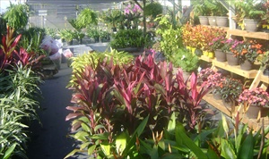 Cordyline at Keep it Green