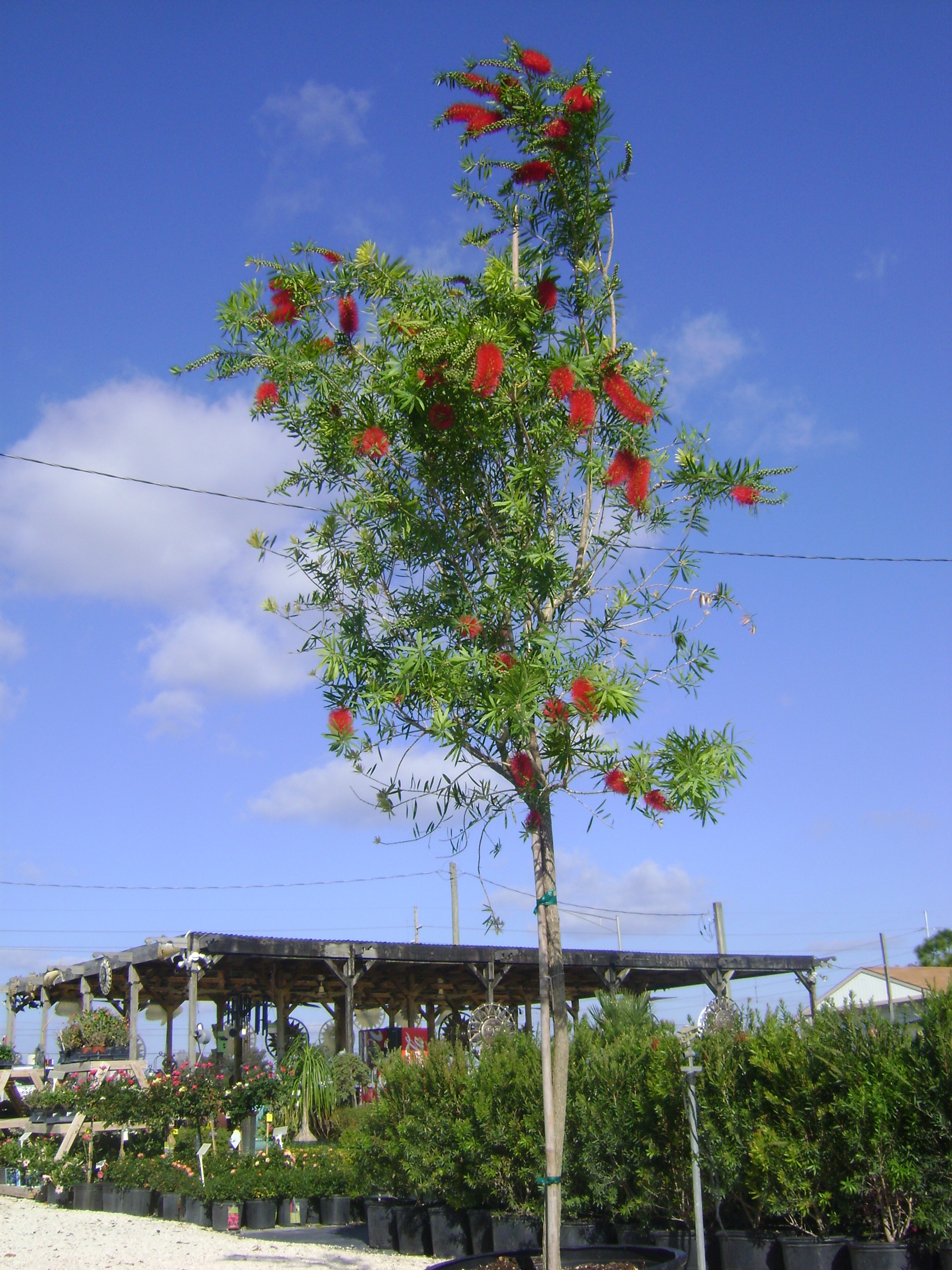 Buy Bottlebrush Tree in Tampa, Brandon, Riverview, Apollo Beach