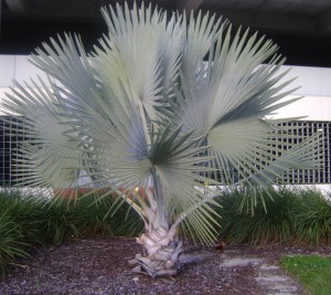 Bismark Palm