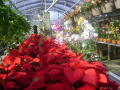 orchids-poinsettia.png